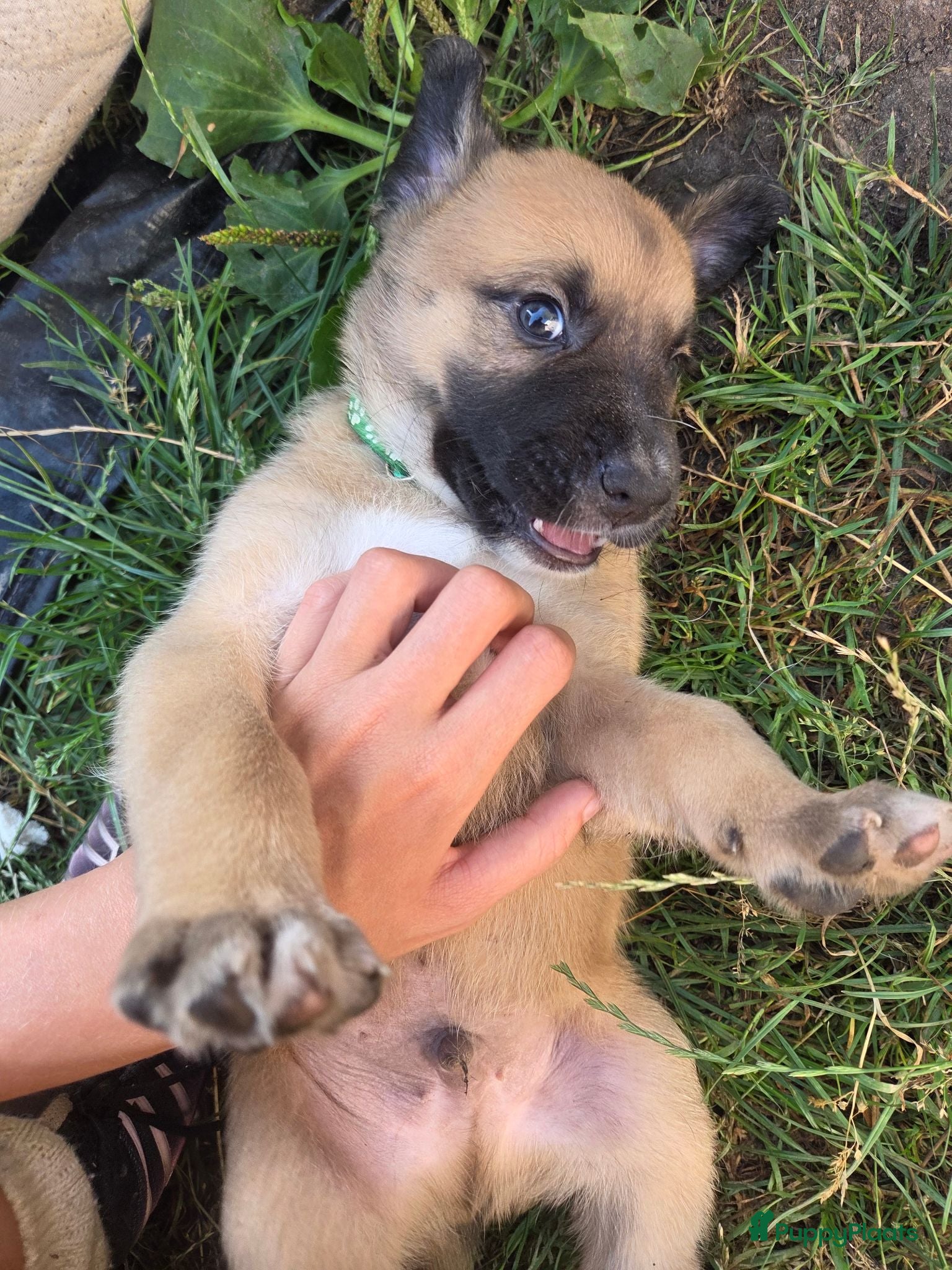 Kruising honden Nog 3 pups beschikbaar  - Advertentie 12