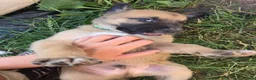 Kruising honden te koop: Nog 3 pups beschikbaar  in Sint Jacobiparochie - Advertentie 1