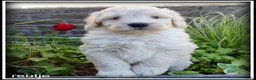 Labradoodle honden te koop: Labradoodle medium pups - Advertentie 14