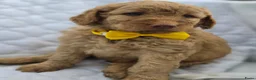 Labradoodle honden te koop: Super fijne multigen half Australian doodles🥰 - Advertentie 8