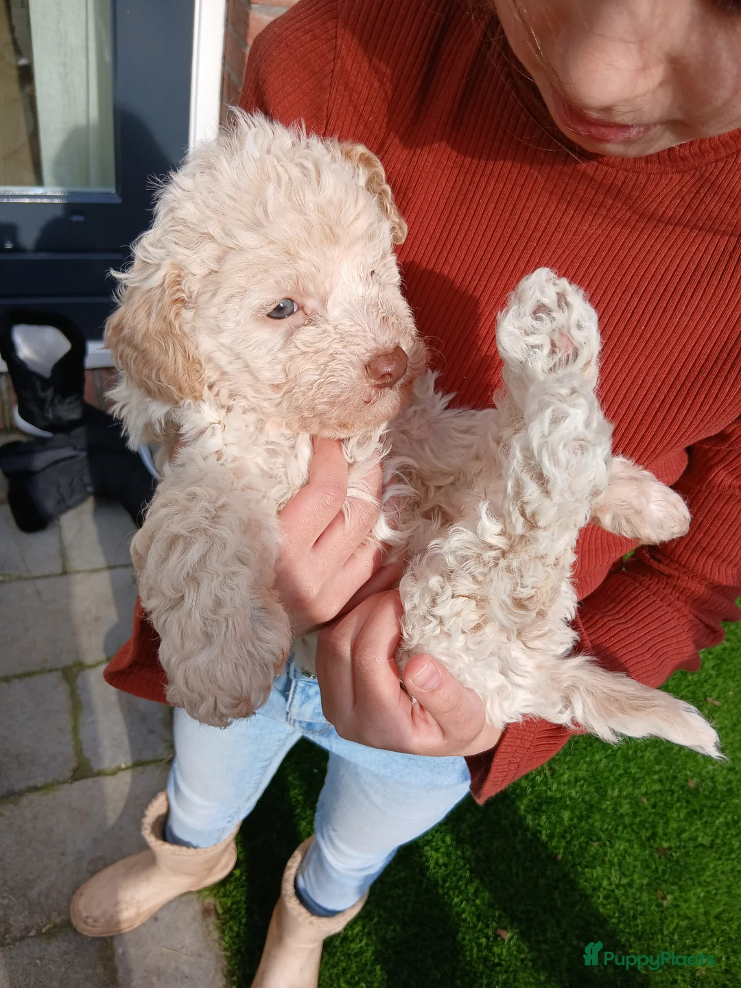 Lagotto Romagnolo honden te koop: Exclusief nestje Lagotto Romagnolo pups - Advertentie 2