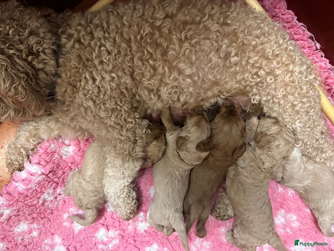 Labradoodle honden te koop: Labradoodle medium (Australian) - Afbeelding 4