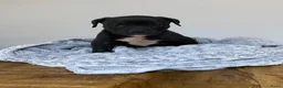 American Staffordshire Terriër honden te koop: American Stafford te koop - Advertentie 5