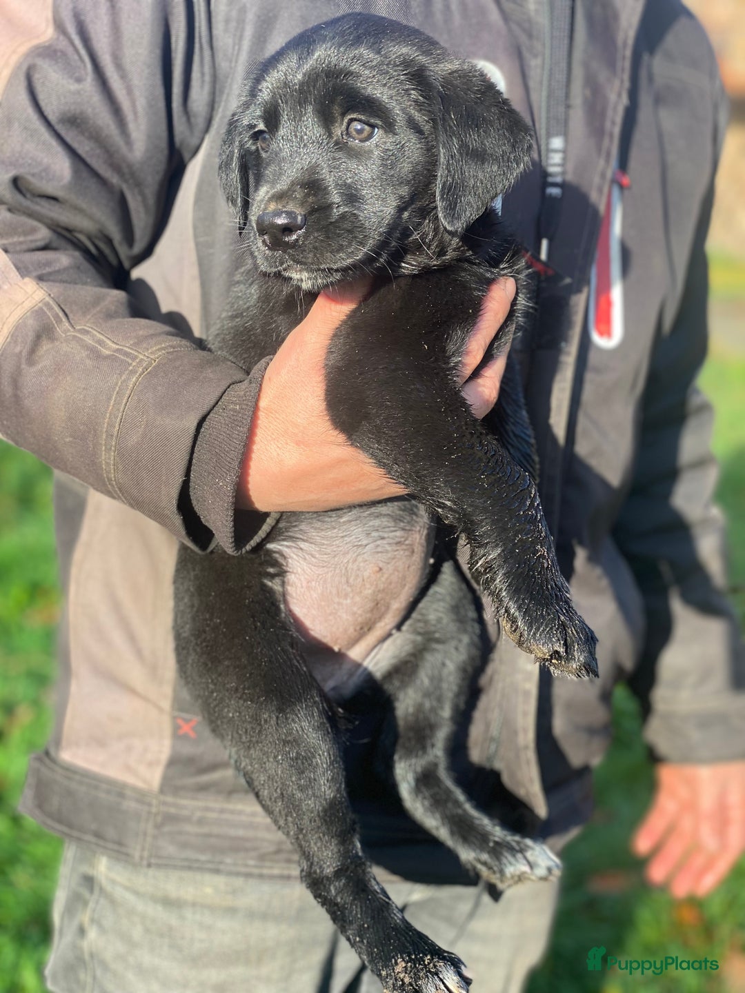 Kruising honden te koop: Kruising boxer retriever pup teefje - Advertentie 7