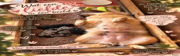Kruising honden te koop: 🐾 4 Teddypoo pups geboren |ToyPoedelXTeddydog 🤎 - Advertentie 11