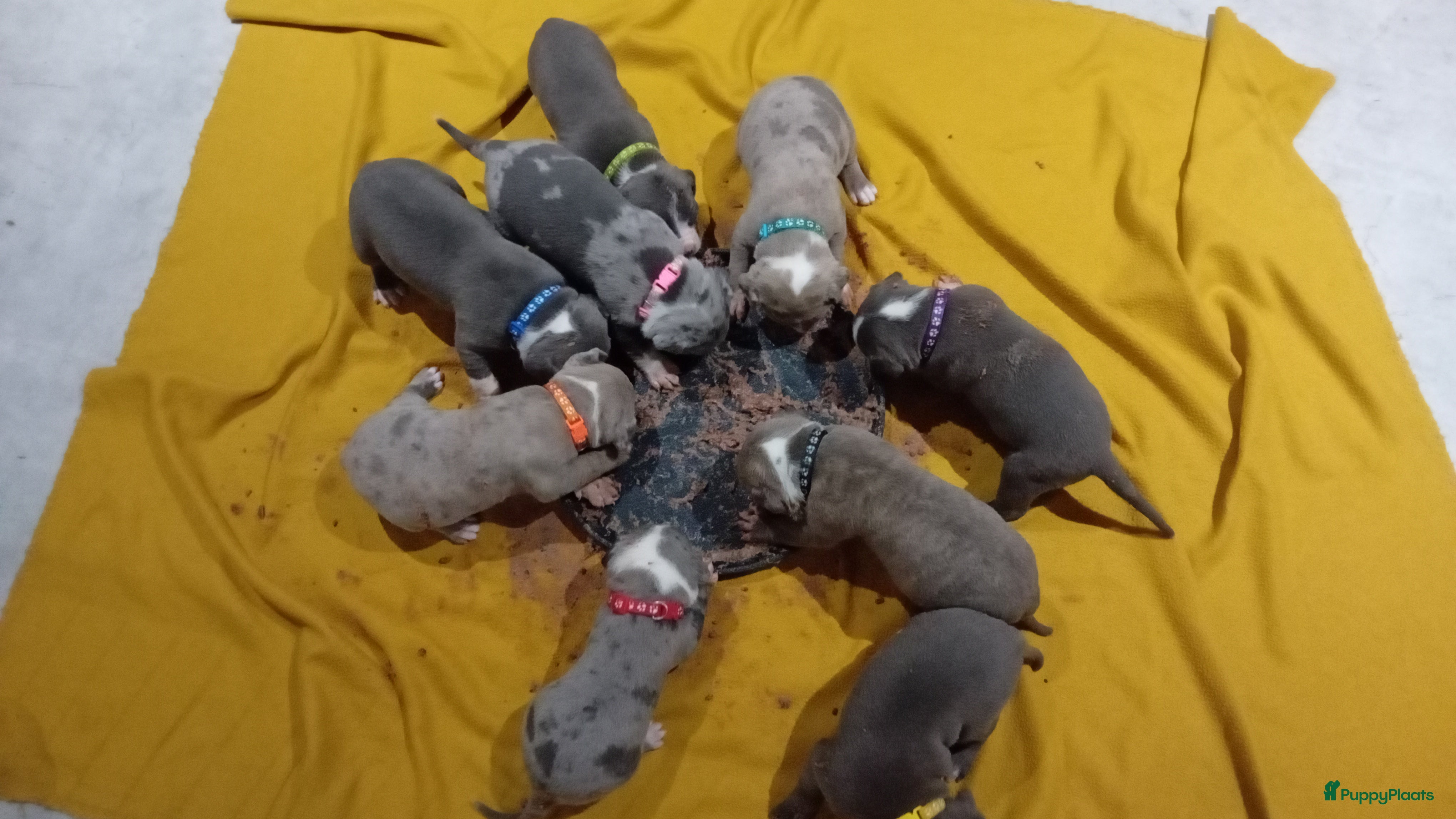 Amerikaanse Bully honden Hele lieve American bully xl pups - Advertentie 1