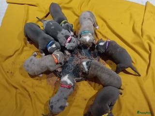 Amerikaanse Bully honden Hele lieve American bully xl pups - Advertentie 1