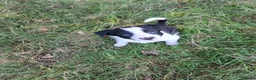 Border Collie honden te koop: Border collie puppy's in Oude Pekela - Advertentie 13
