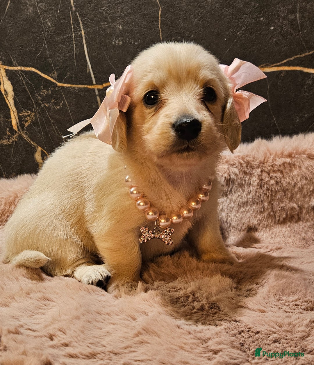 Teckel (langhaar) honden te koop: Schitterende licht blonde kleine teckel pupjes  - Advertentie 6