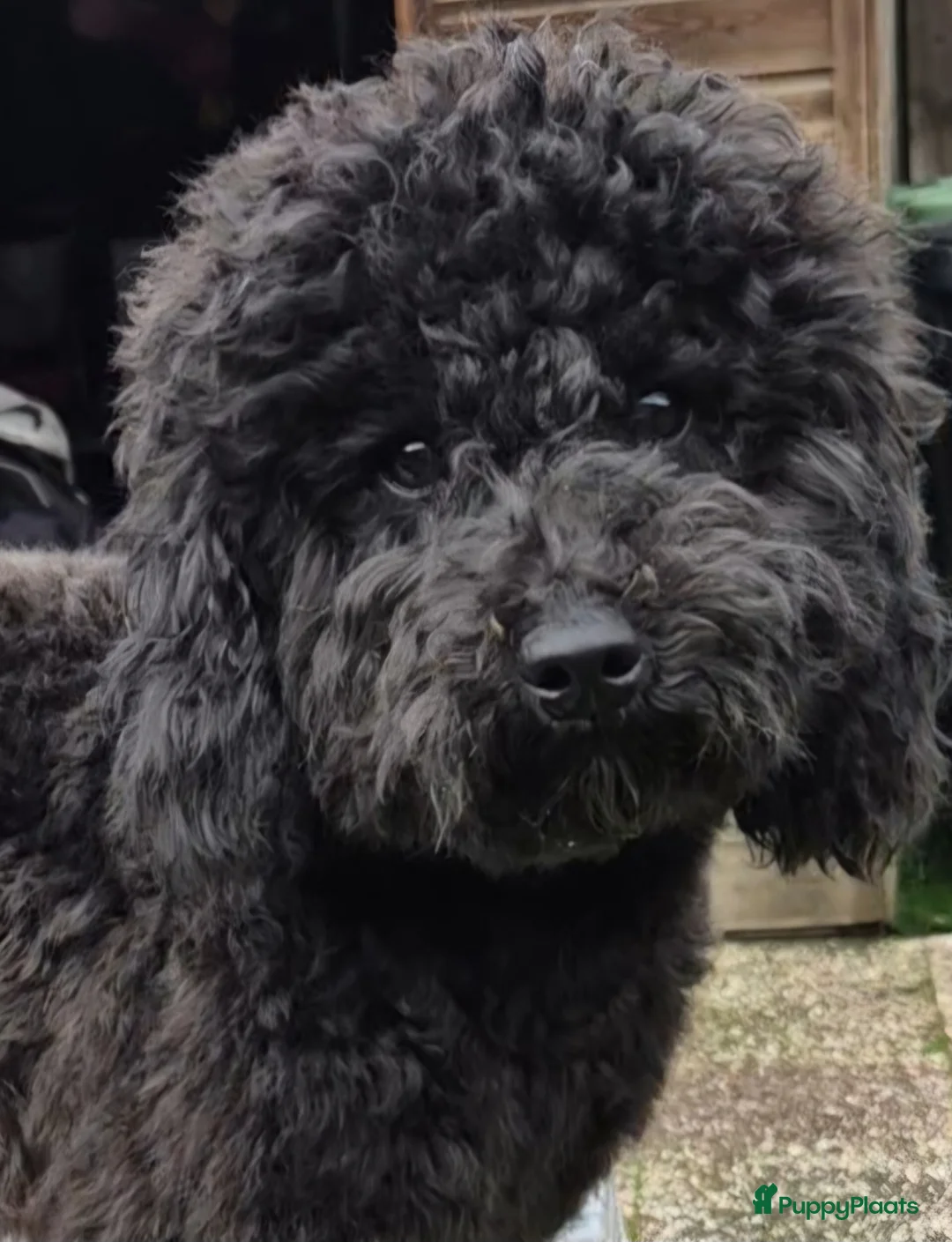 Poedel Toy honden ter dekking: Lillo superlieve toypoedel. Mooie, fluffy dekreu💙 - Advertentie 4