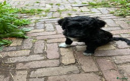 Labradoodle honden te koop: Labradoodle F4 pups te koop! 🐶 in Balkbrug - Afbeelding 10