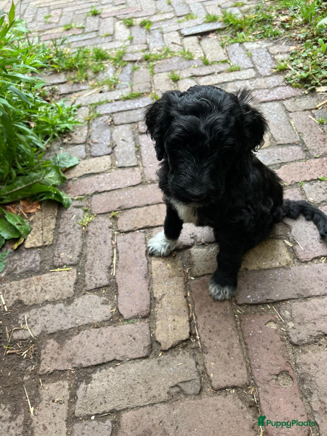 Labradoodle honden te koop: Labradoodle F4 pups te koop! 🐶 in Balkbrug - Afbeelding 10