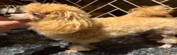 Poedel Toy honden te koop: 4 toy poedel pupjes reutjes  - Advertentie 4