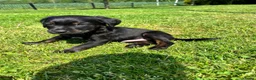 Kruising honden te koop: Kruising Labrador met Golden retriever - Advertentie 4
