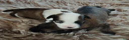 Tibetaanse Terriër honden te koop: Raszuivere Tibetaanse Terriër pups  - Advertentie 11