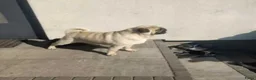 Mopshond honden te koop: Mopshond pups - Advertentie 2