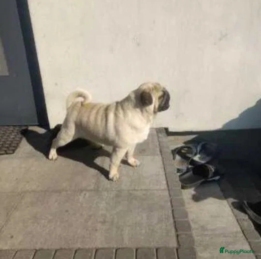 Mopshond honden te koop: Mopshond pups - Advertentie 2