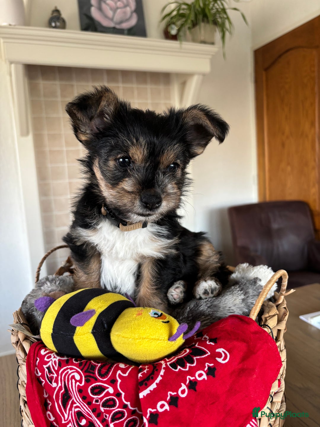 Kruising honden te koop: Een Schattig Puppy - Advertentie 6