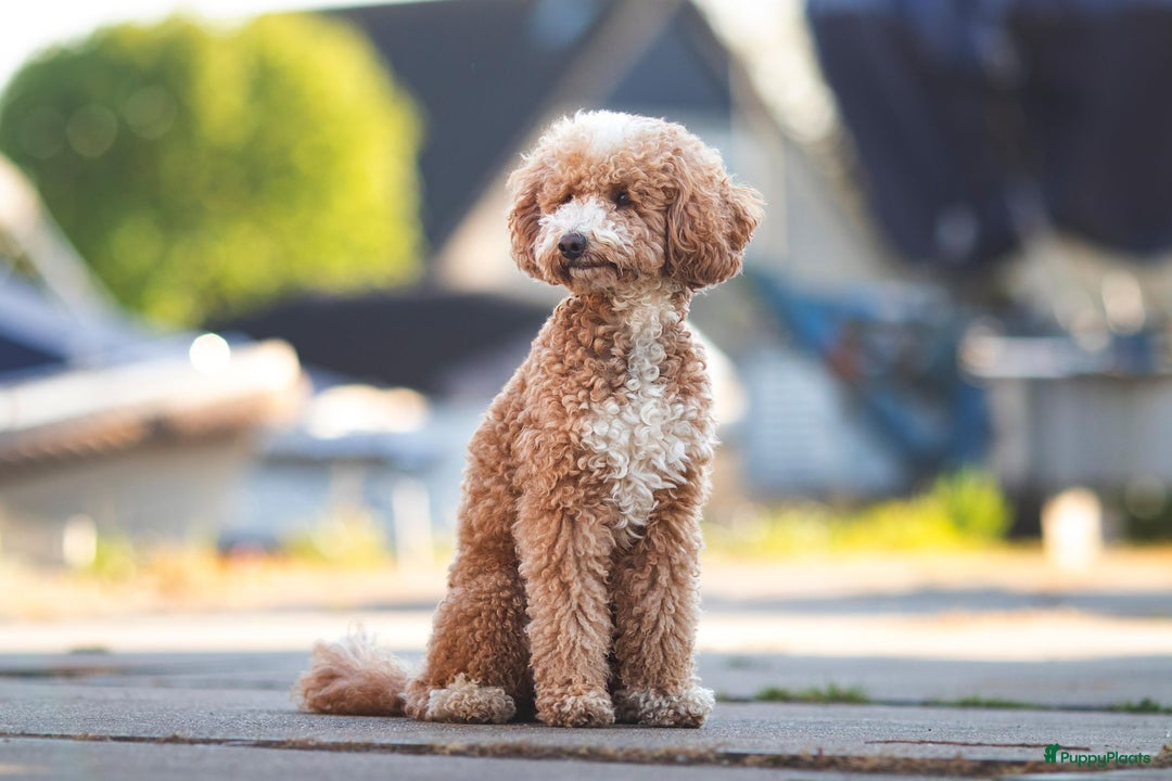 Poedel honden te koop: Raszuivere middenmaat poedelpups - Afbeelding 11