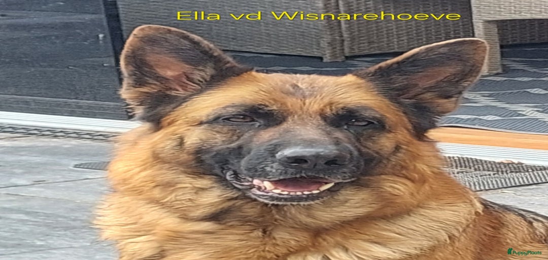 Galerij afbeelding {{count}}