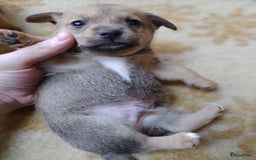 Kruising honden te koop: Jack Russell terriër kruising met pomeriaan reu in Eemnes - Afbeelding 16