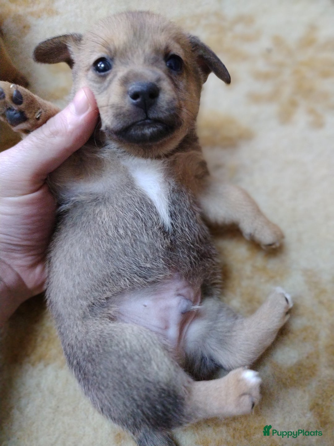 Kruising honden te koop: Jack Russell terriër kruising met pomeriaan reu in Eemnes - Afbeelding 16