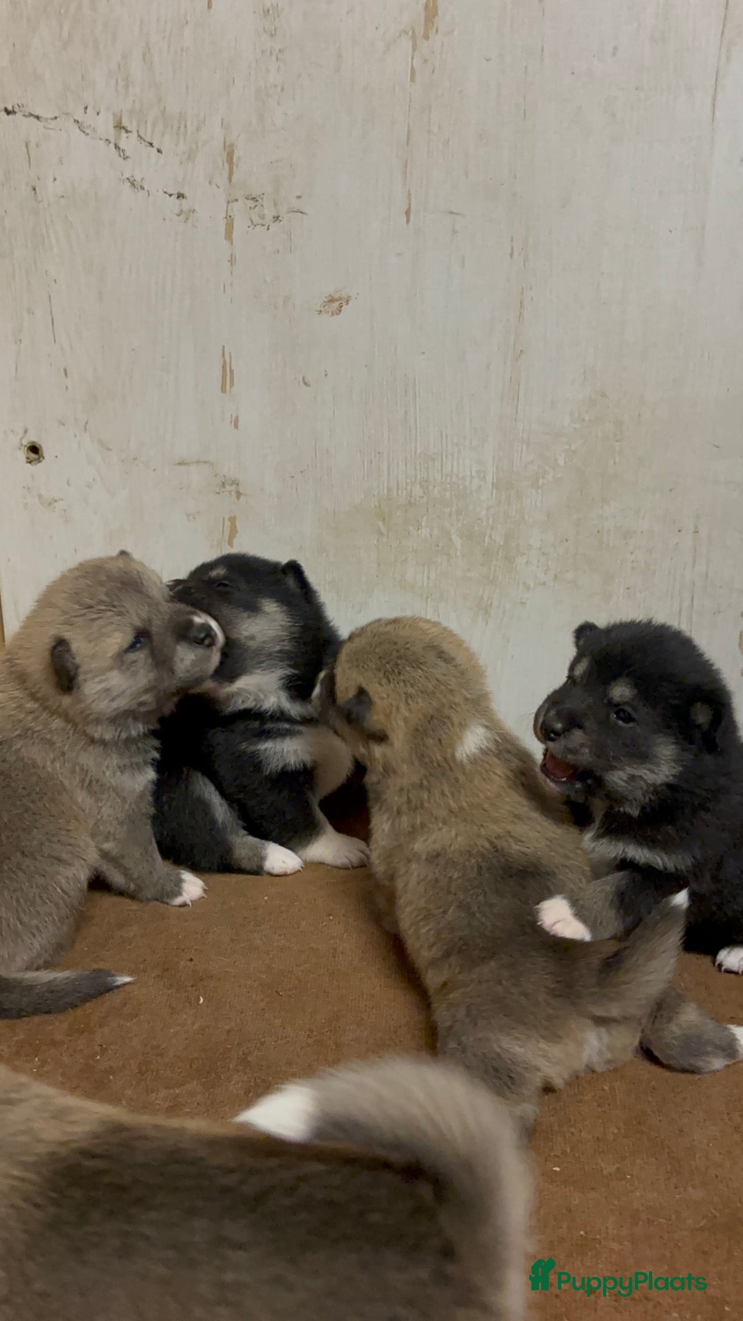 Shiba honden te koop: Shiba inu in Genk - Afbeelding 21