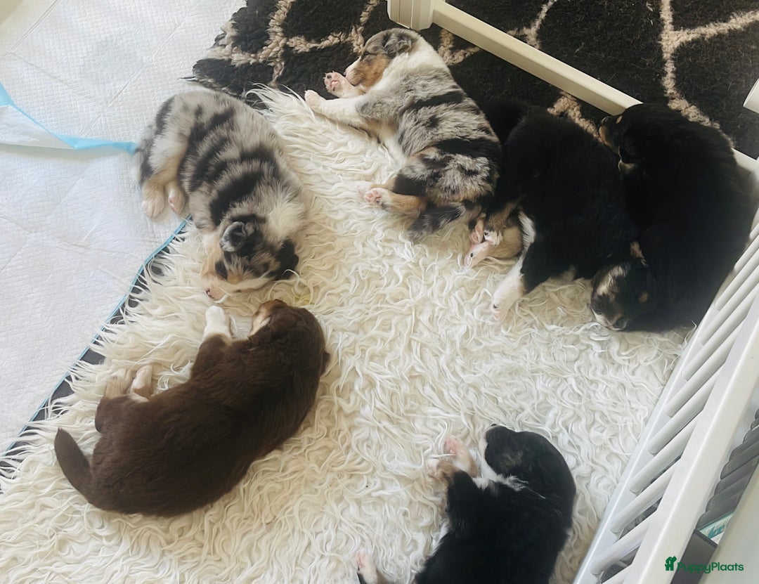 Australian Shepherd honden te koop: Prachtige pups Australian shepherd X Pomsky  - Afbeelding 13