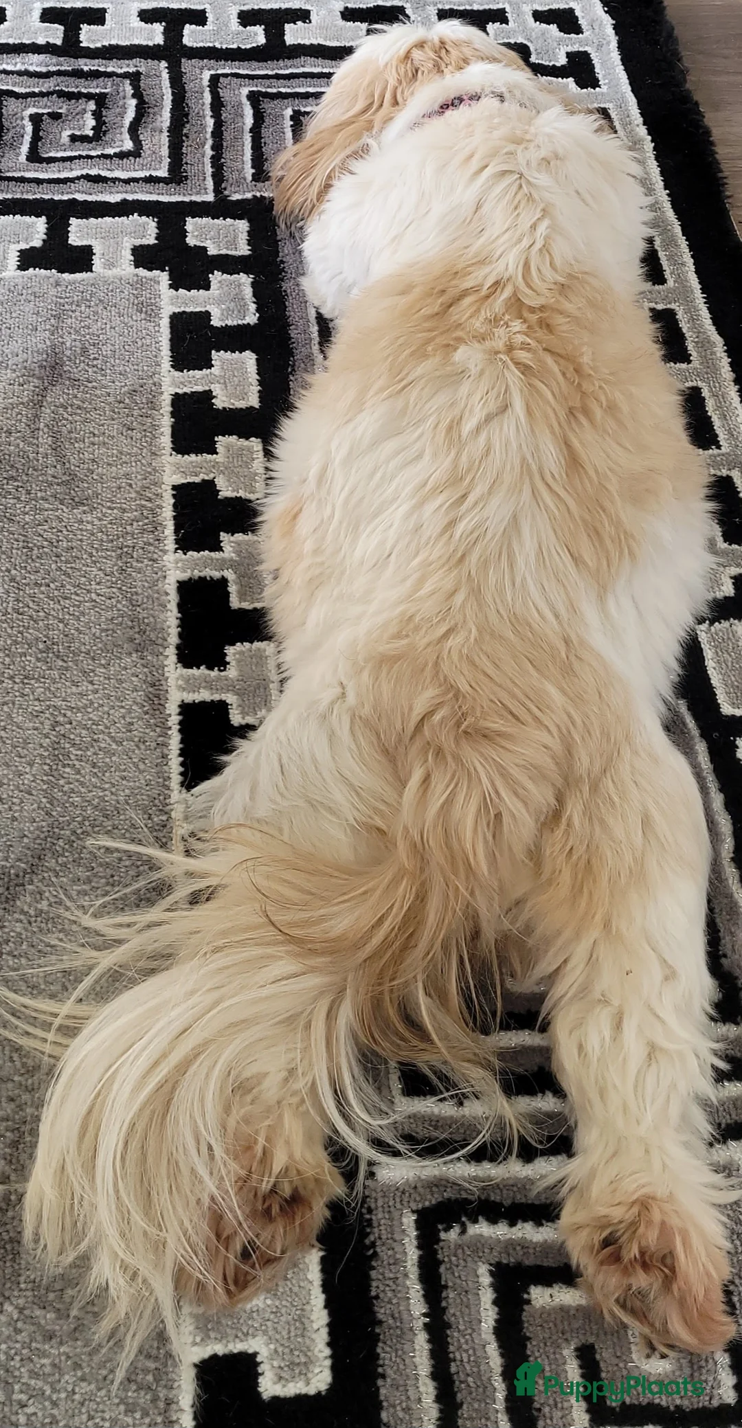 Shih Tzu honden te koop: Shih tzu pups nestaankondiging  - Advertentie 7