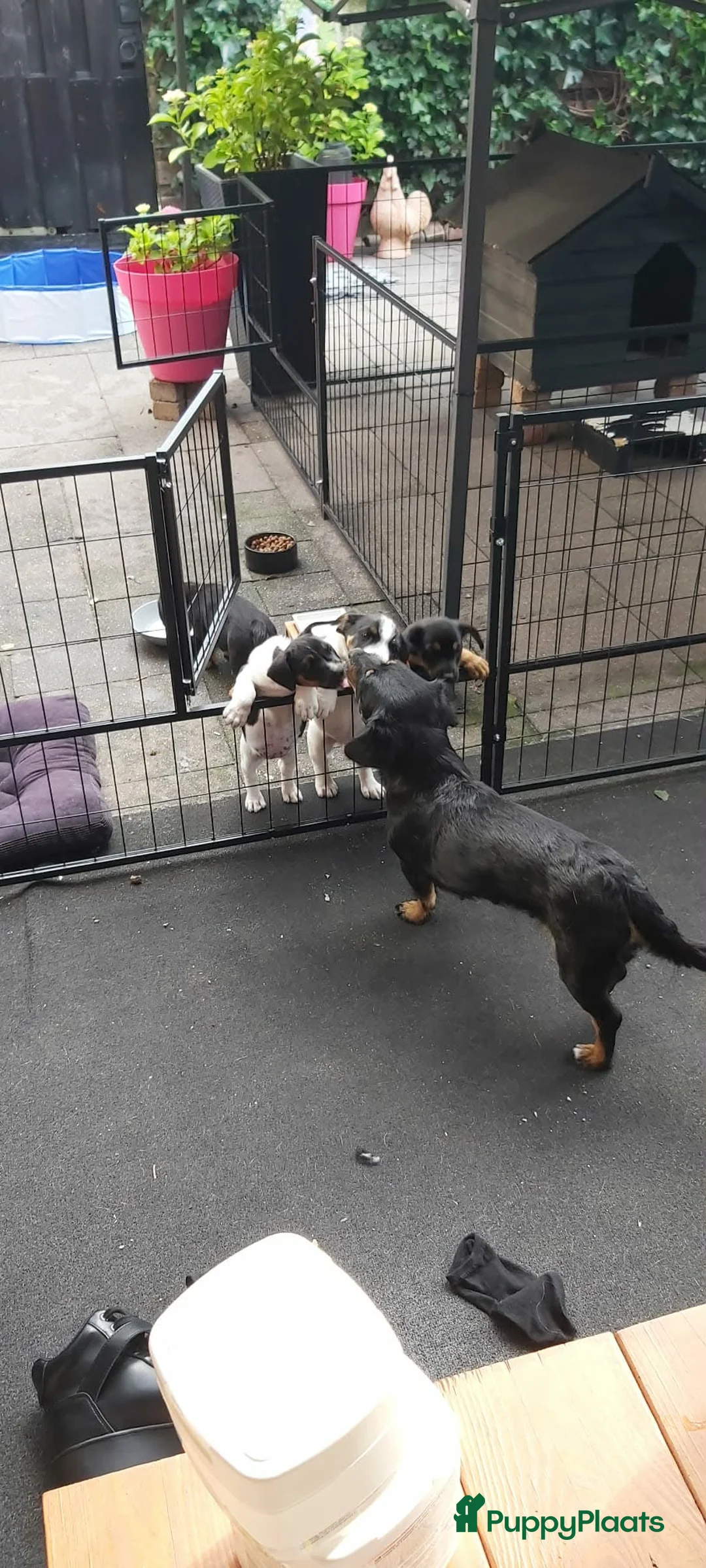 Jack Russel Terriër honden te koop: Jack russel puppy's klaar voor nieuw leven!  - Advertentie 8