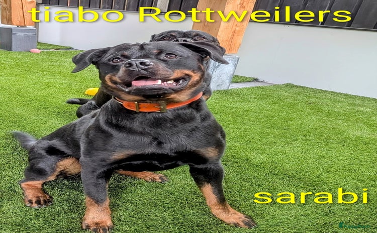 Rottweiler honden - Advertentie 9
