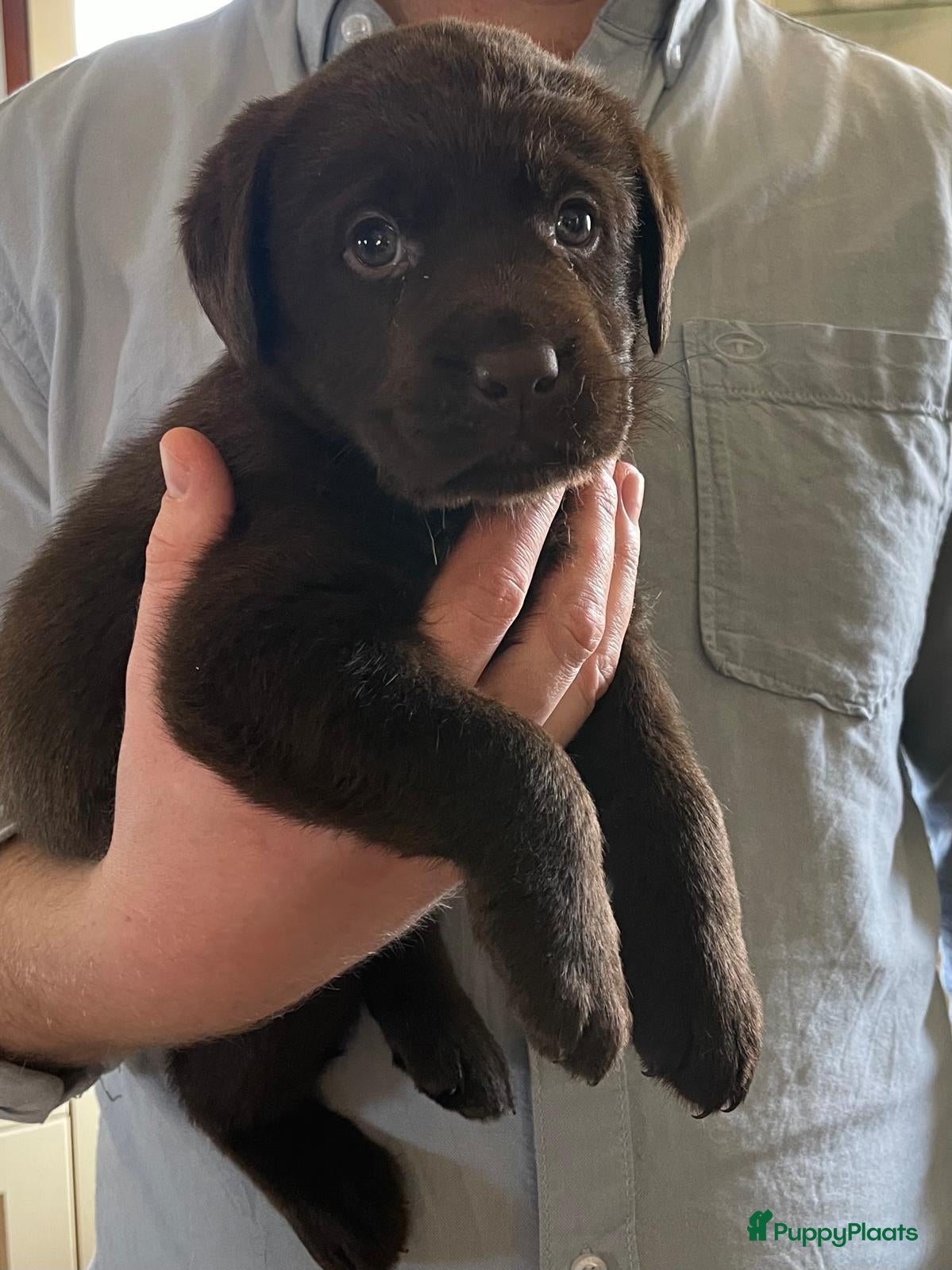 Labrador Retriever honden Labradorpups - nog 1 reutje beschikbaar - Advertentie 6