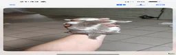 Amerikaanse Bully honden ter dekking: American Bully pocket dekreu  - Advertentie 15