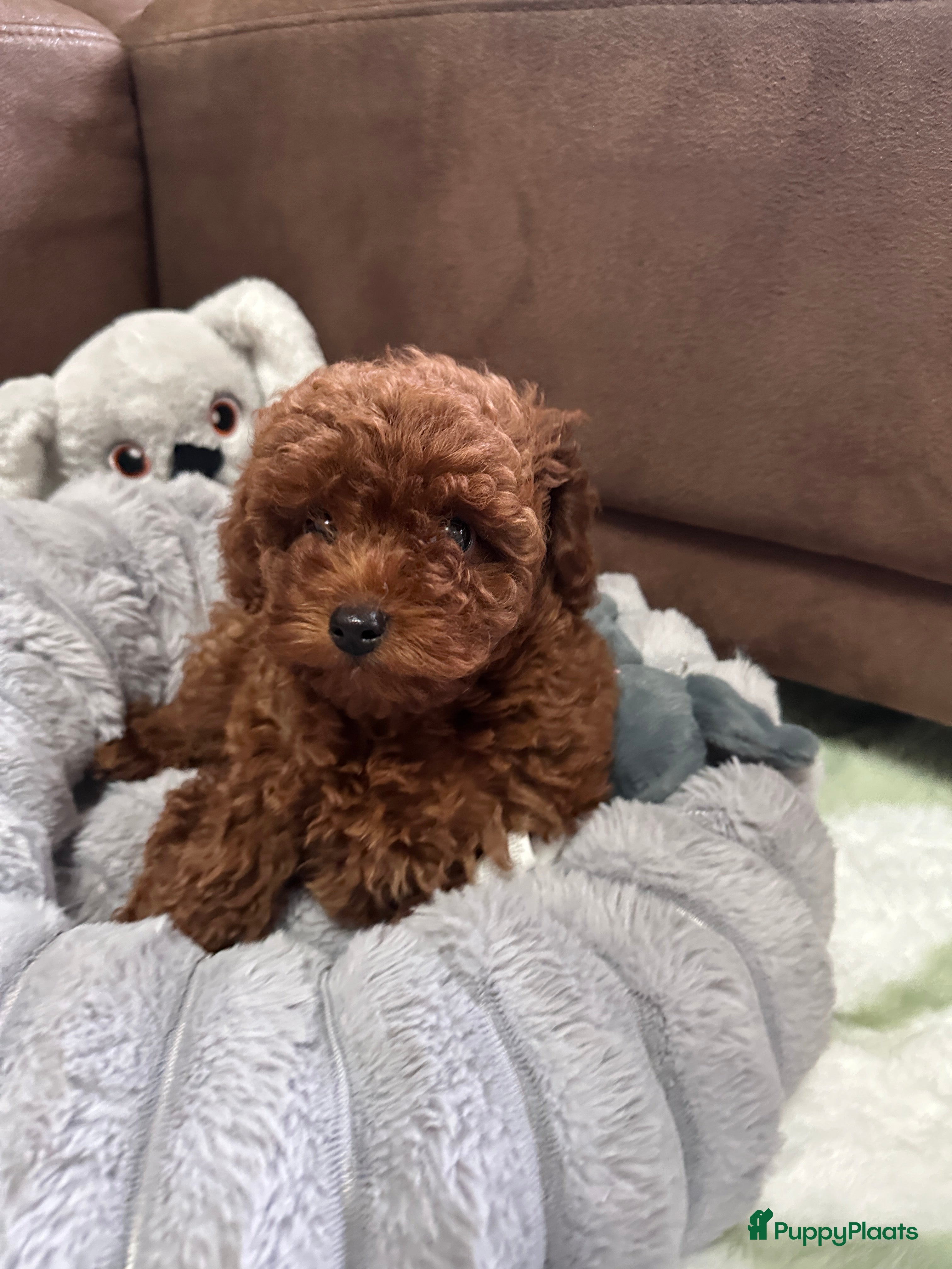 Poedel Toy honden Schattige Toy Poedel puppy’s in rode (red) kleur - Advertentie 2