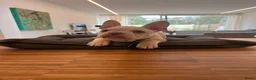 Franse Bulldog honden te koop: 🐶 Prachtige Franse Bulldog pups te koop - Advertentie 4