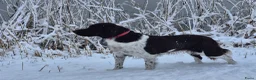 Heidewachtel honden te koop: Prachtige Heidewachtel puppy's aangeboden - Advertentie 4