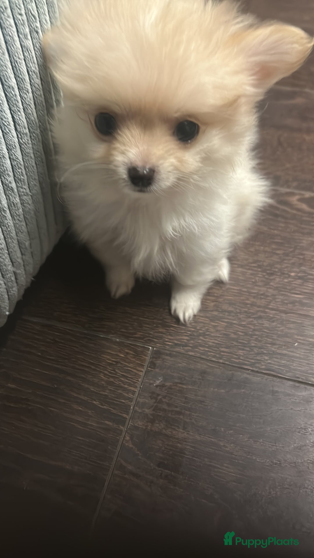 Pomchi honden te koop: Mooie witte pomchi puppy  - Advertentie 2