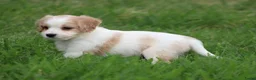 Kruising honden te koop: Kruising Cavalier King Charles Spaniel - Advertentie 7