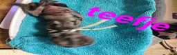 Kruising honden te koop: Boomer pups - Advertentie 8