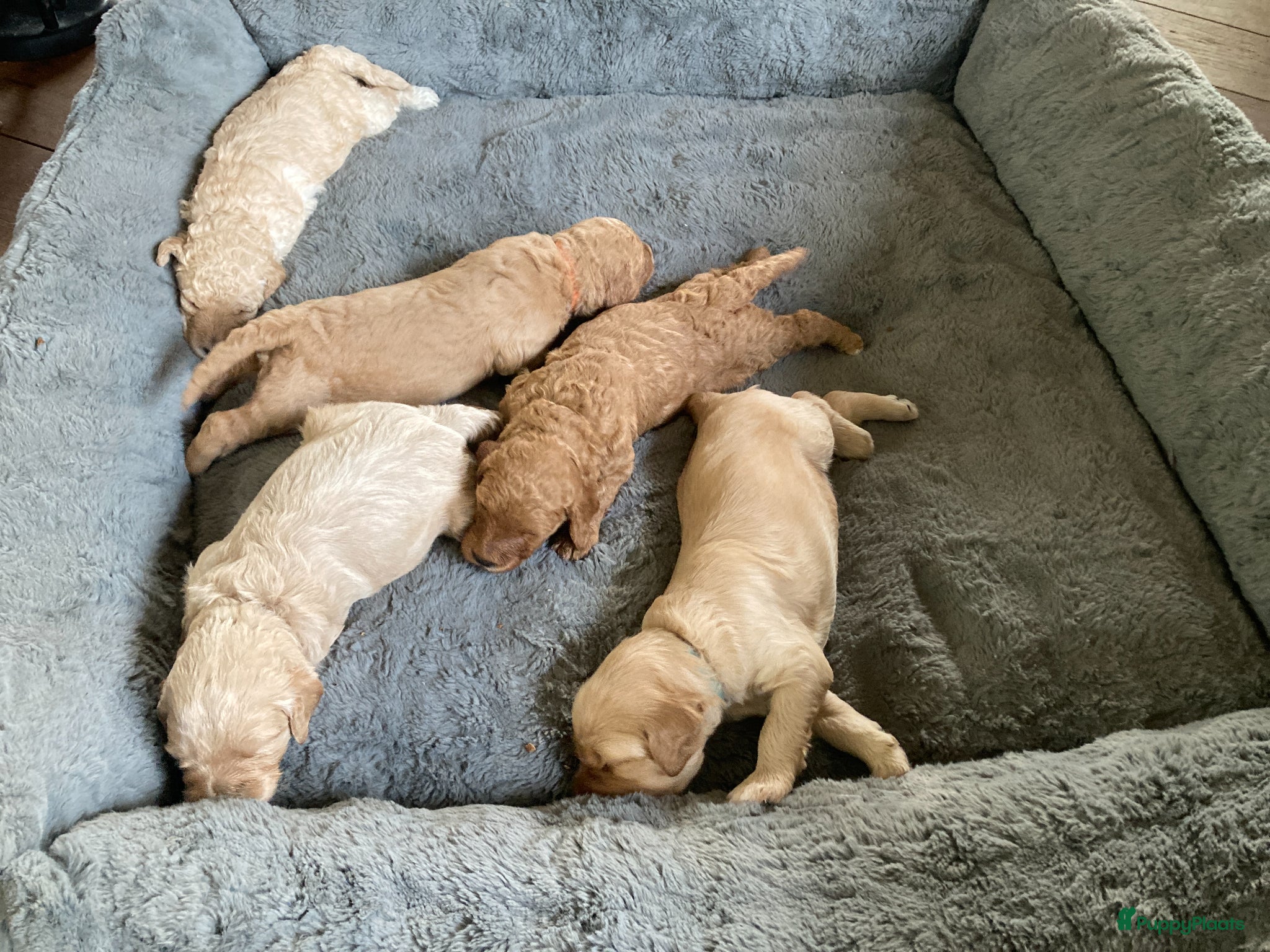 Australian Labradoodle honden Mooie Australiën labradoodles - Advertentie 2