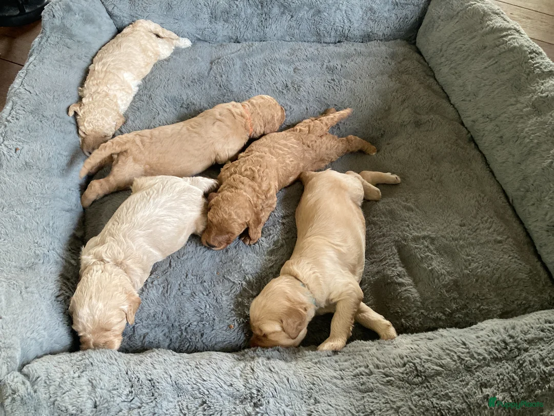 Australian Labradoodle honden te koop: Mooie Australiën labradoodles - Advertentie 2