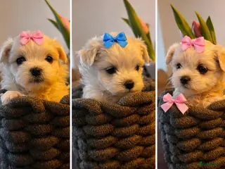 Maltezer honden Mini Maltezer - Advertentie 1