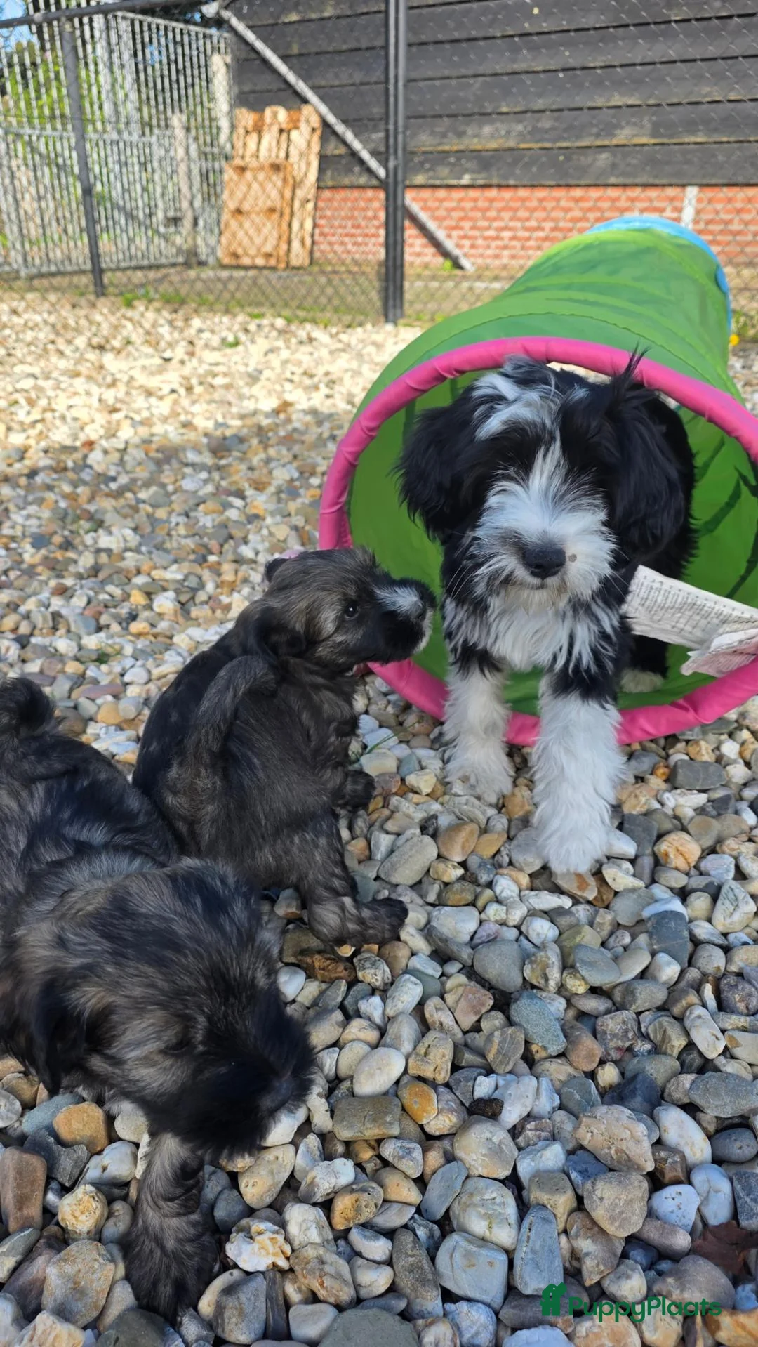 Tibetaanse Terriër honden te koop: Tibetaanse terriër pups, uit geteste ouders - Advertentie 16