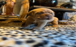 Bordeaux Dog honden te koop: Bordeauxdog puppy’s te koop in Lekkerkerk - Afbeelding 23