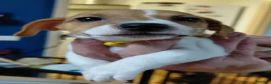 Jack Russel Terriër 4