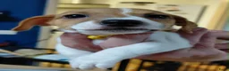 Jack Russel Terriër honden te koop: Jack Russell pups – 2 reutjes & 2 teefjes - Advertentie 6