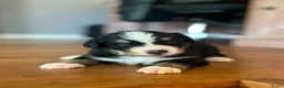 Berner Sennenhond honden te koop: Berner sennen pups - Advertentie 2