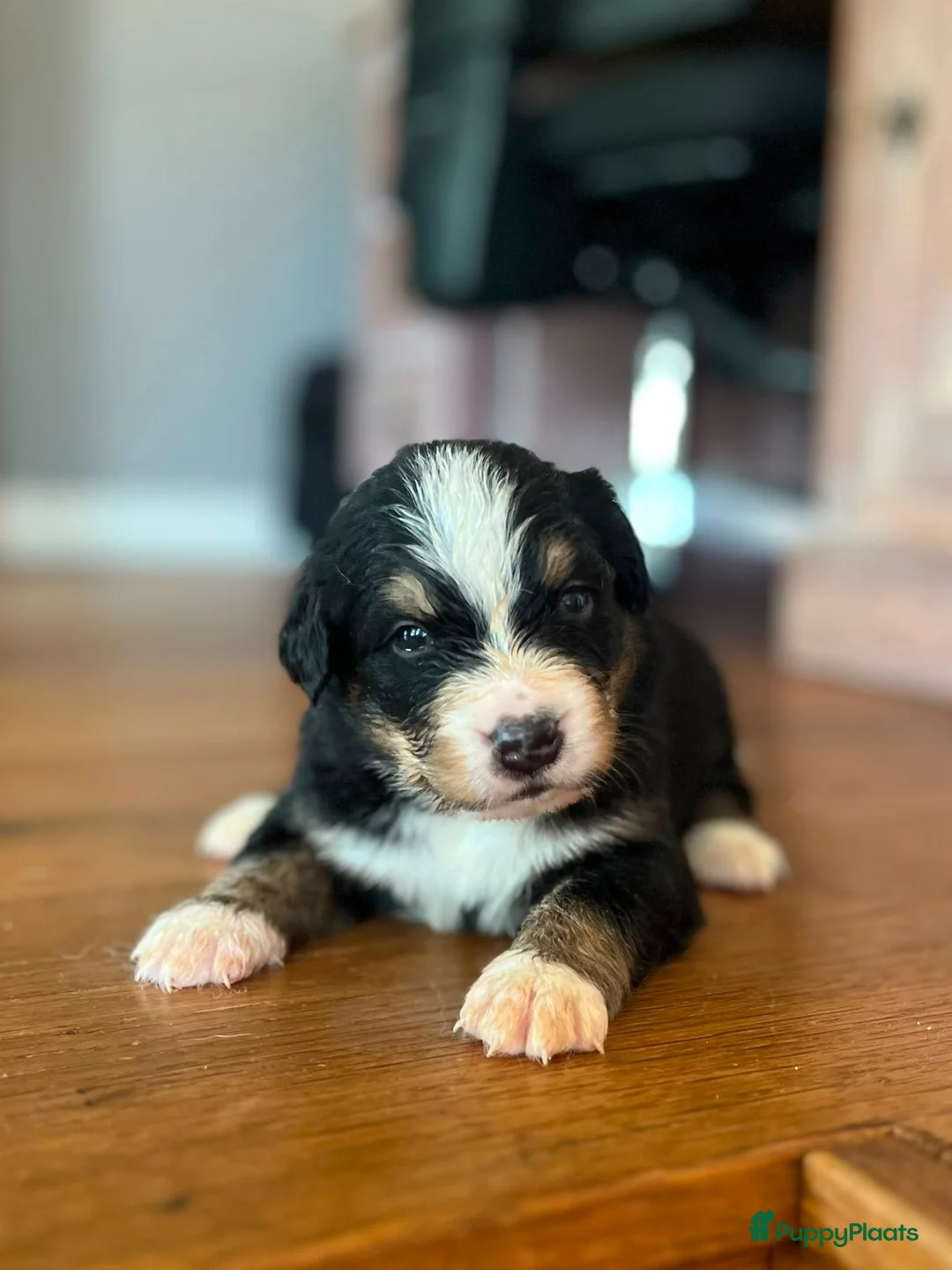 Berner Sennenhond honden te koop: Berner sennen pups - Advertentie 2