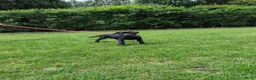 Labrador Retriever honden te koop: Fieldtrial labrador reu - Advertentie 1