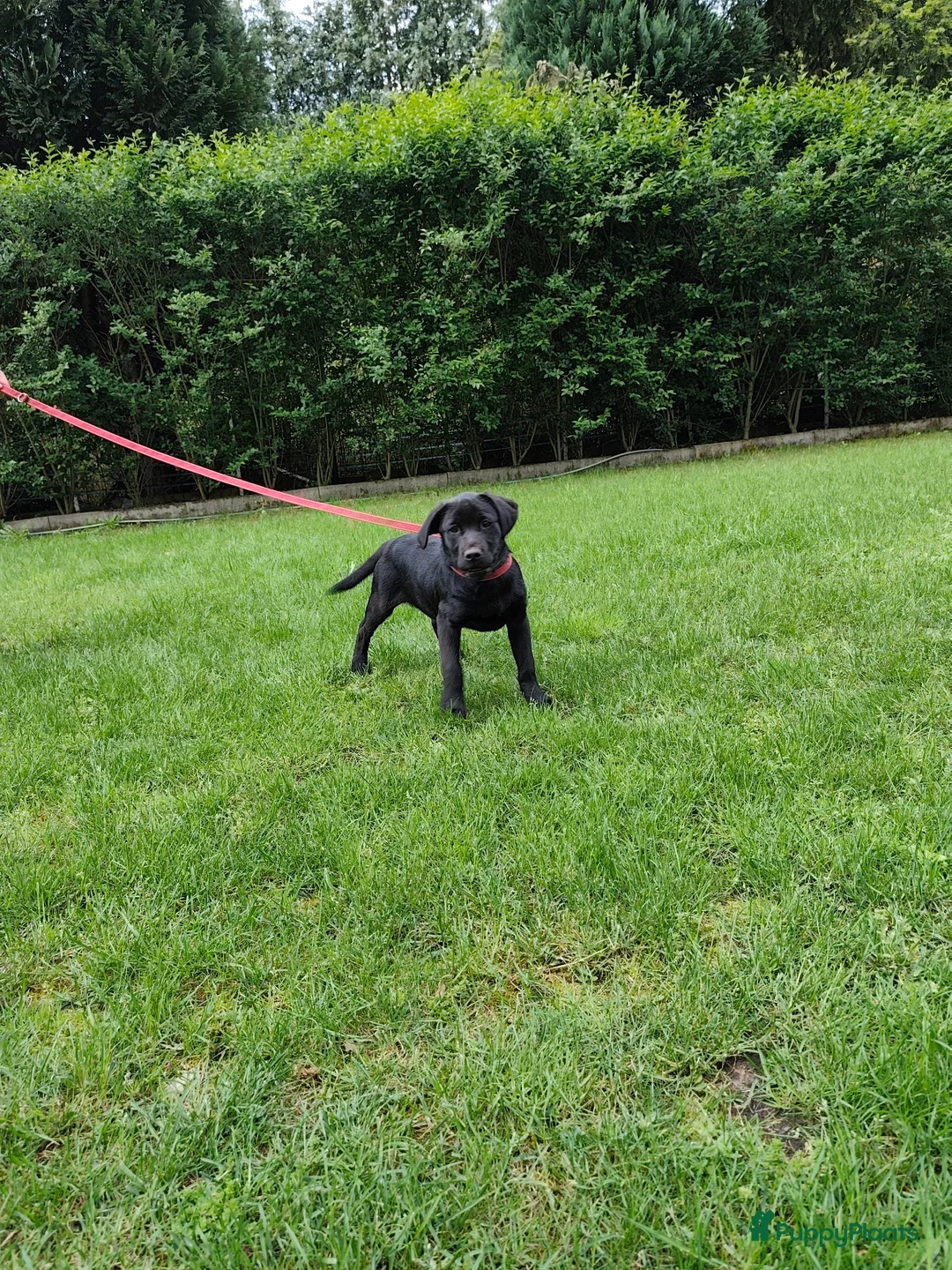 Labrador Retriever honden te koop: Fieldtrial labrador reu - Advertentie 1